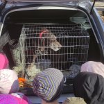 phoca_thumb_m_myslivost 51 Fotogalerie